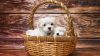 Maltese Cute Dog Puppy Wallpapers for Desktop and Mobiles