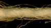 Microscope image of cotton yarn HD wallpaper