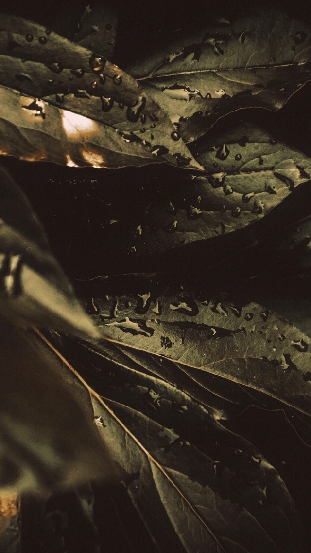 Moistured leaves HD Wallpaper