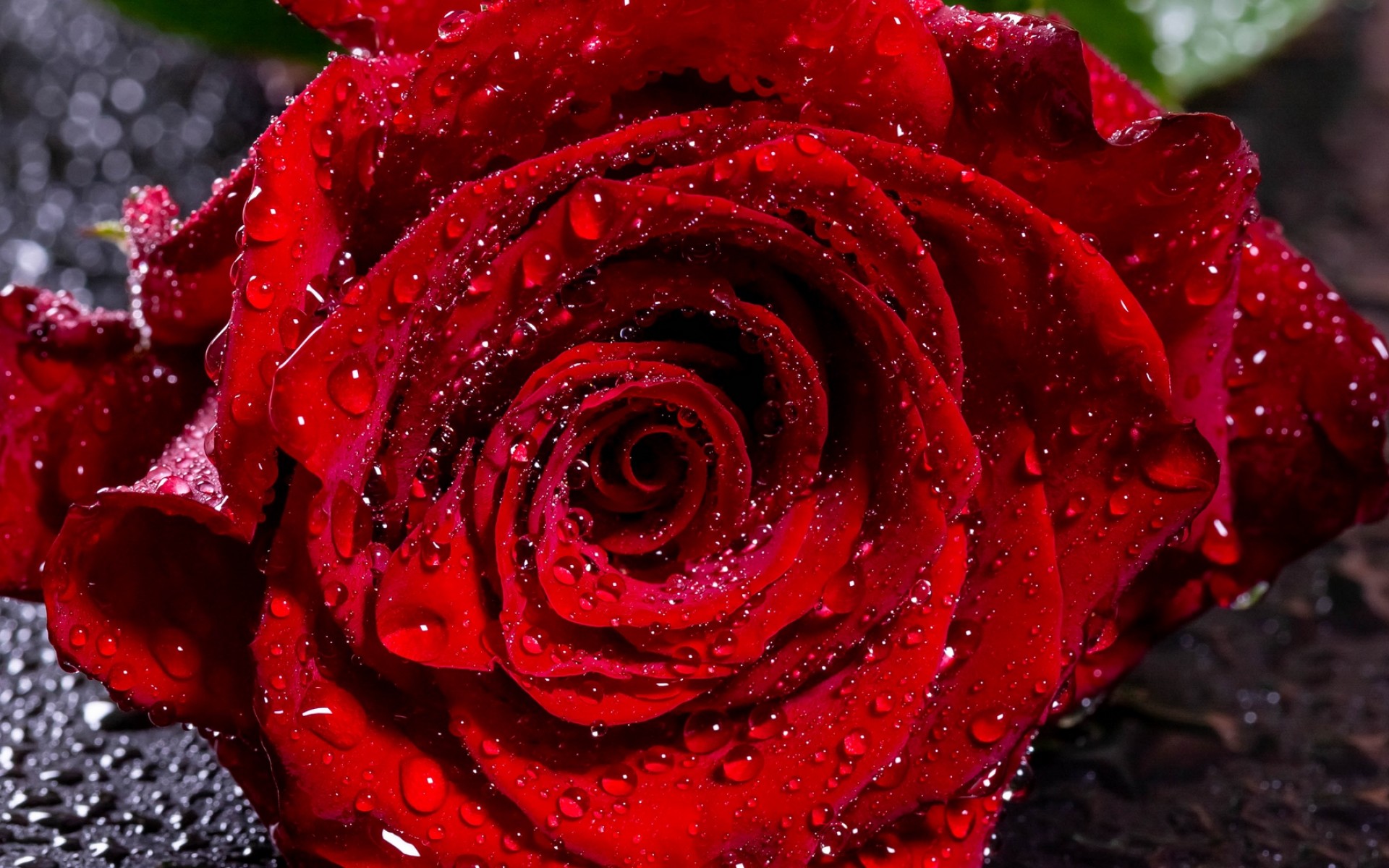 Moistured red rose HD Wallpaper