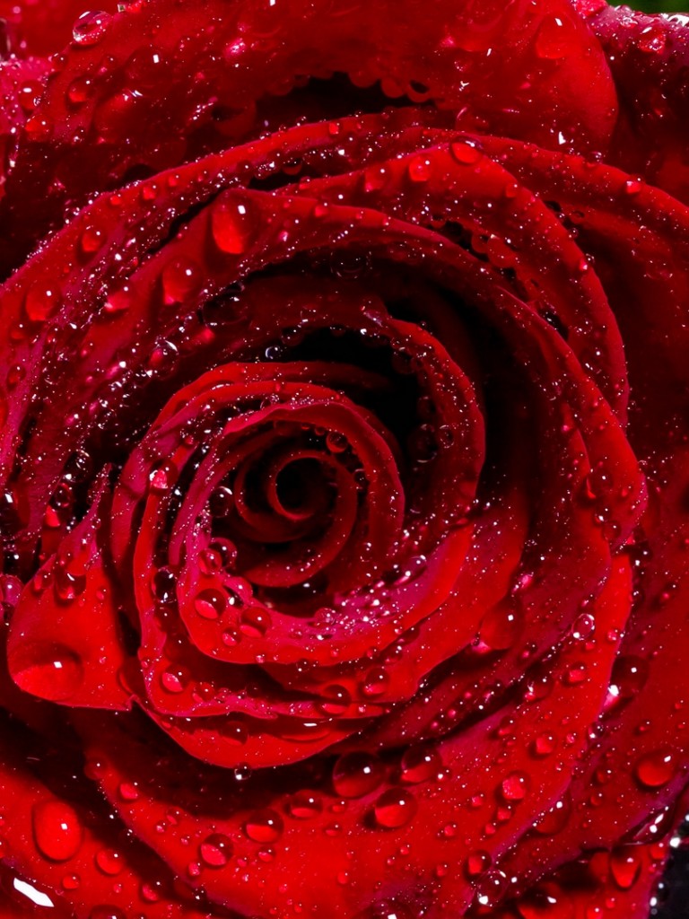 Moistured red rose HD Wallpaper