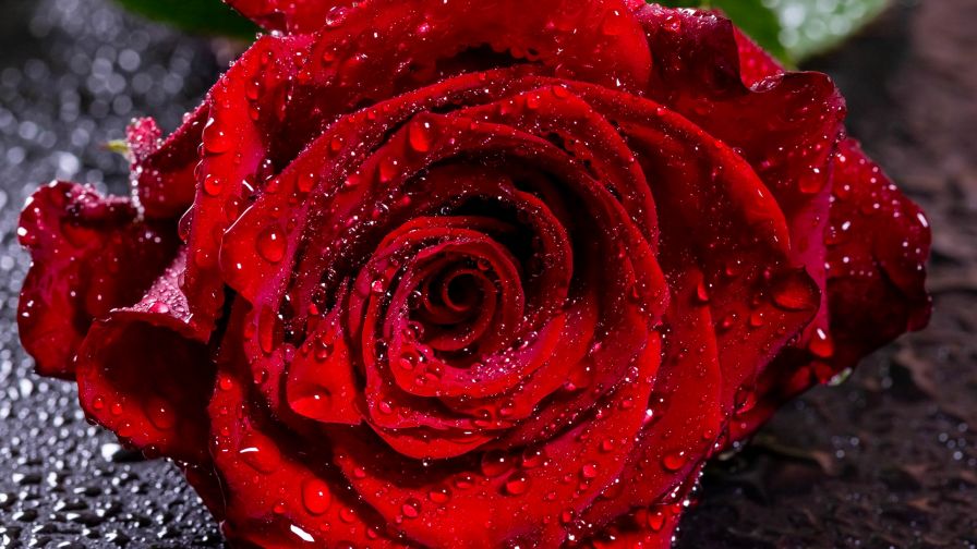 Moistured red rose HD Wallpaper