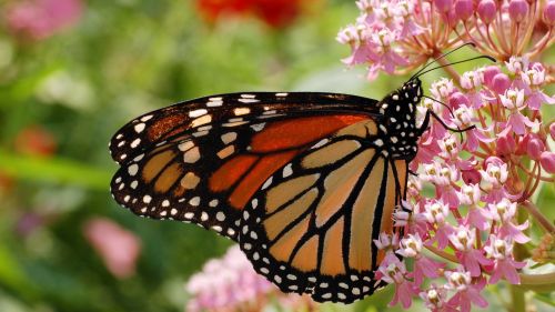 Monarch Butterfly HD Wallpaper