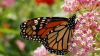 Monarch Butterfly HD Wallpaper