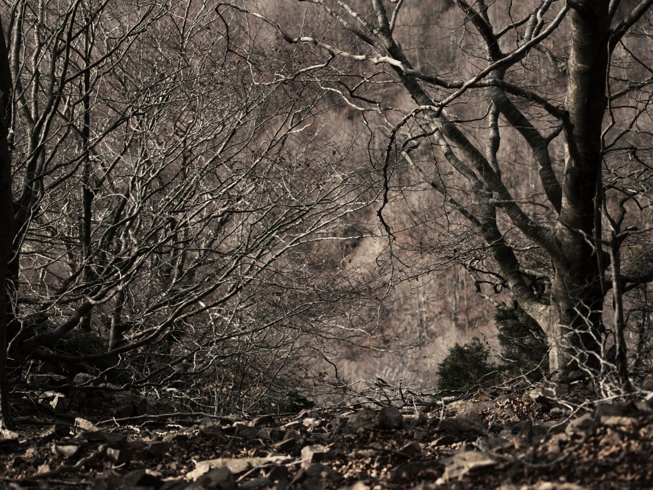 Monochrome image of trees HD Wallpaper