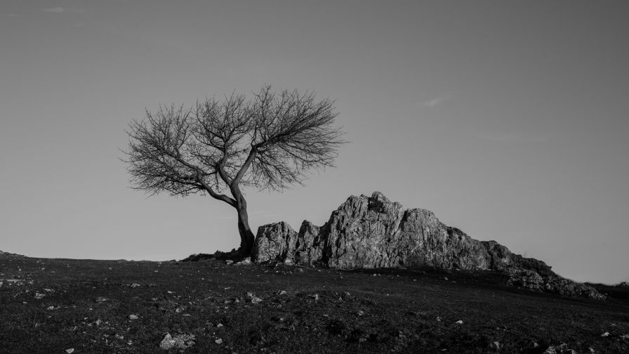 Monochrome treeimage HD Wallpaper