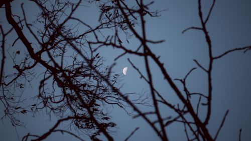 Moon covered by trees HD Wallpaper