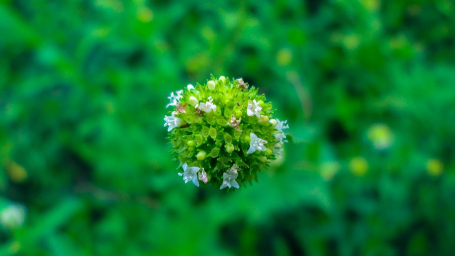 Mossy Flower