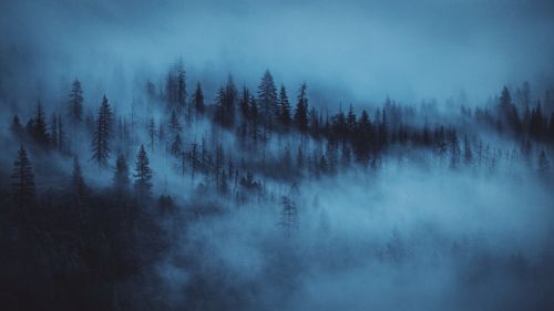 Night at a foggy forest HD Wallpaper