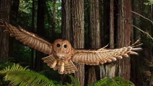 Northern Spotted Owl HD Wallpaper