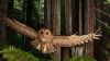 Northern Spotted Owl HD Wallpaper