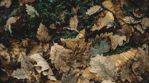 Oak leaves HD Wallpaper