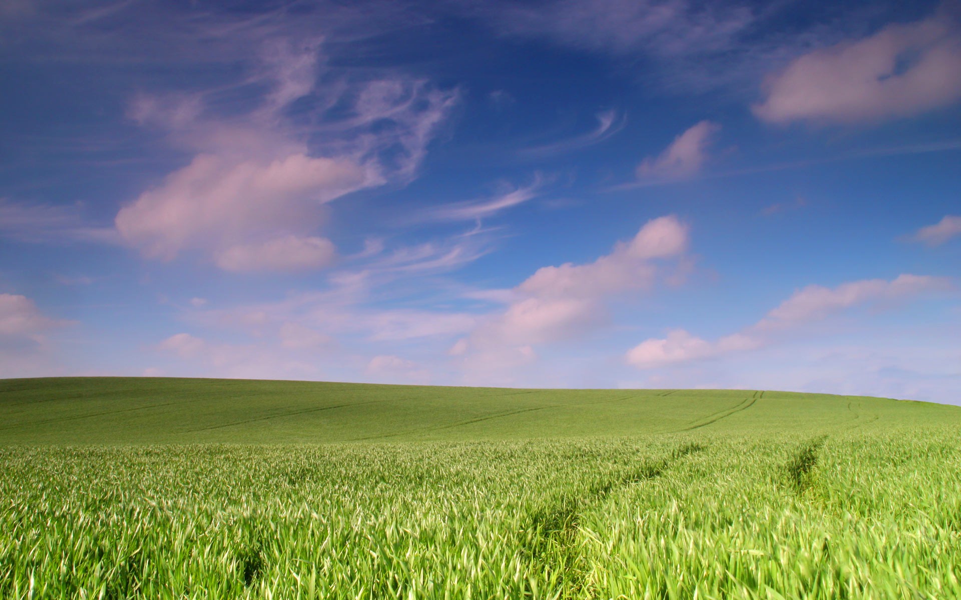 Open Field Hd Wallpaper 1920x1200 Hd Wallpaper