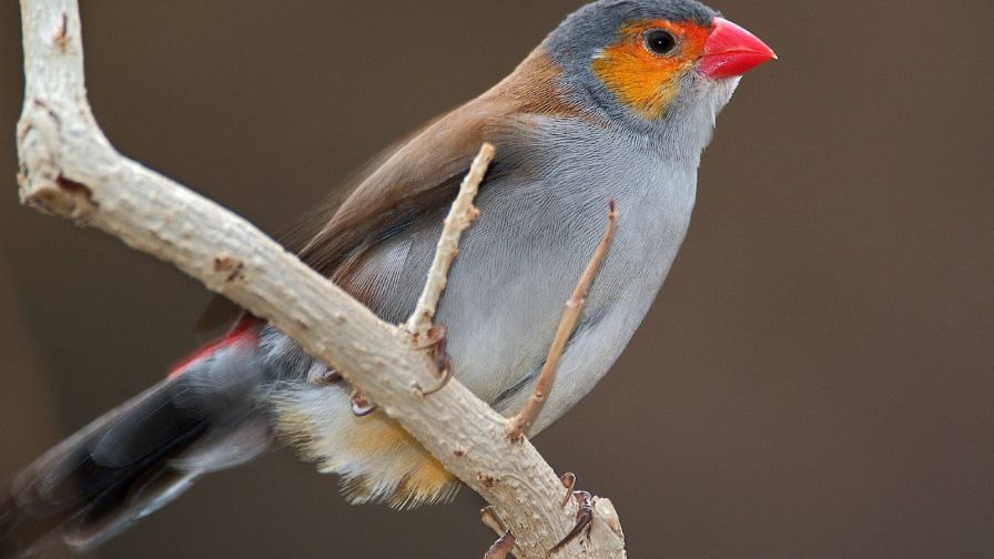 Orange Cheeked Waxbill HD Wallpaper