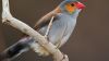 Orange Cheeked Waxbill HD Wallpaper