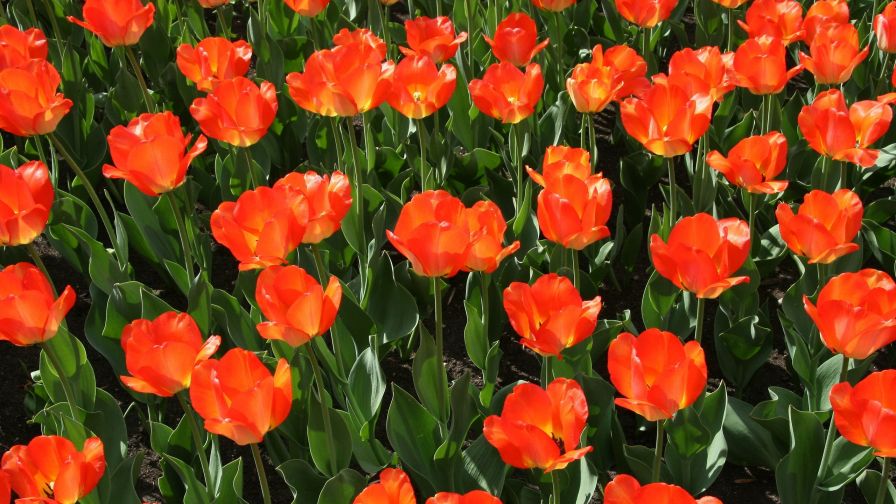 Orange Tulip Field HD Wallpaper available in different dimensions