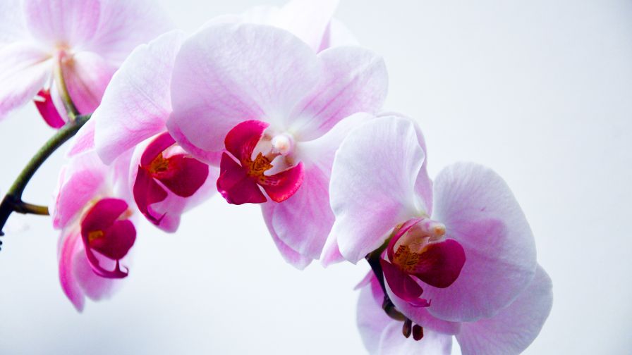 Orchid