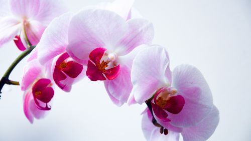 Orchid