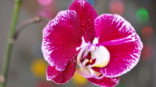 Orchids  HD Wallpaper