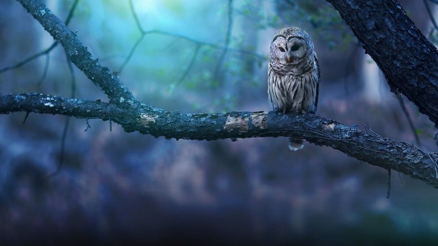 Owl at tree HD Wallpaper