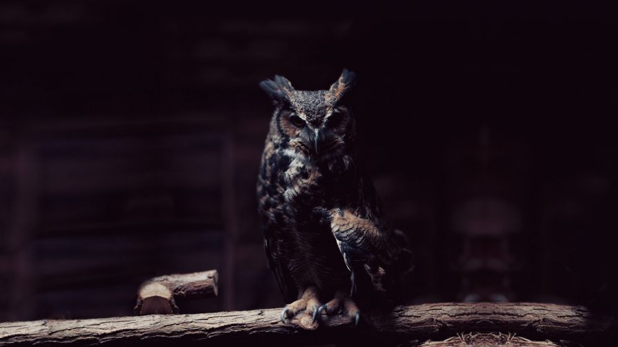 Owl HD Wallpaper