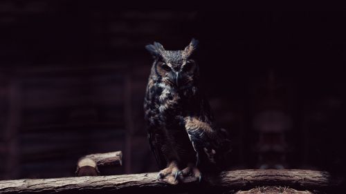 Owl HD Wallpaper