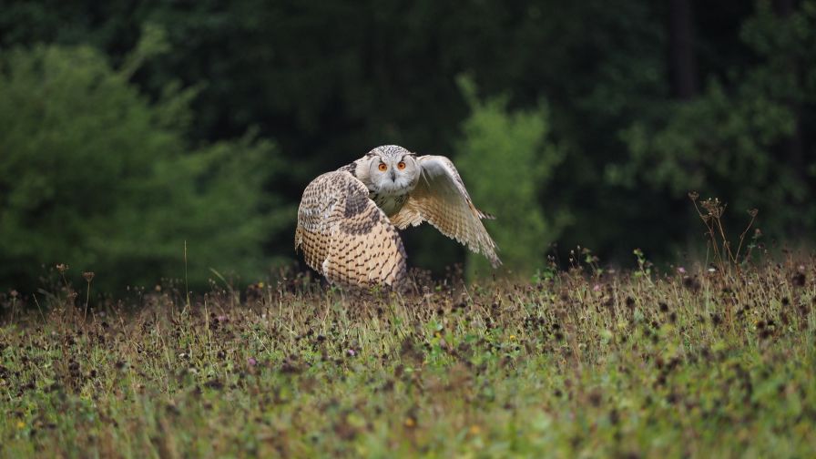 Owl ready to fly HD Wallpaper