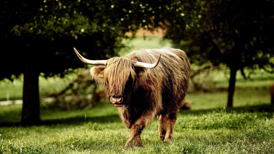 Oxen HD Wallpaper