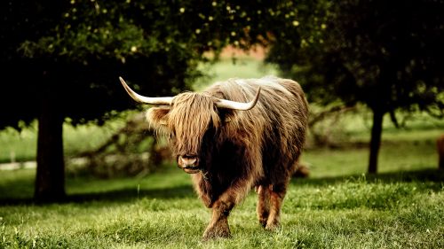 Oxen HD Wallpaper