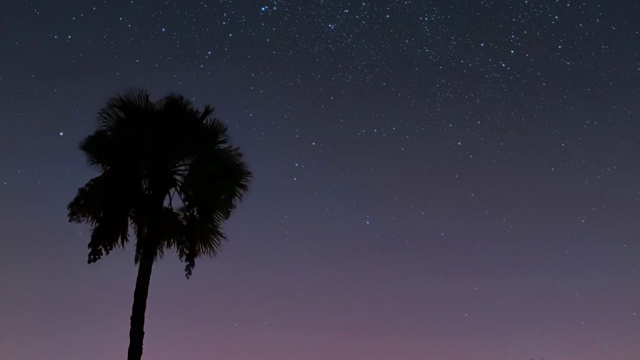 Palm tree over a starry sky HD Wallpaper