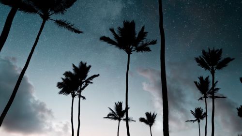 Palm trees at night HD Wallpaper