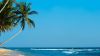 Palm trees at the beach HD Wallpaper