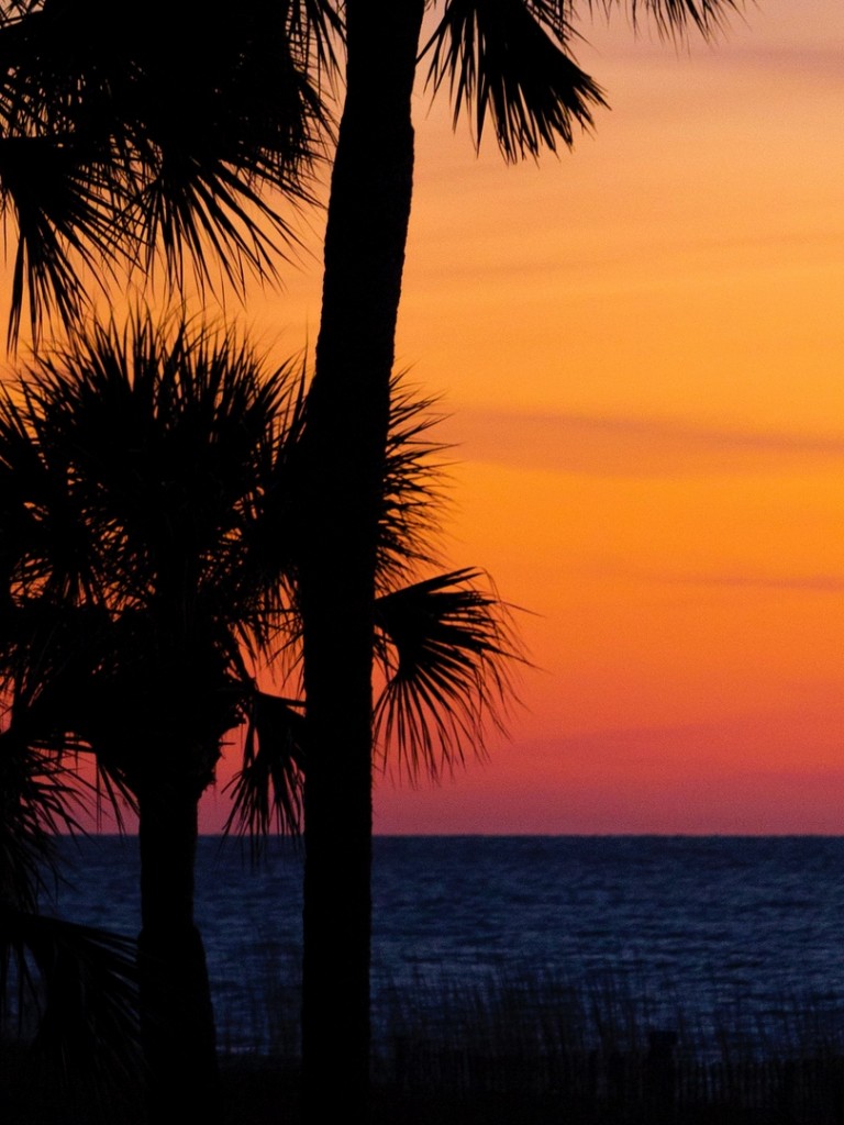 Palm trees at the sunset HD Wallpaper