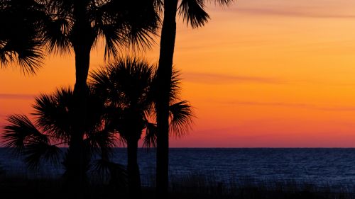 Palm trees at the sunset HD Wallpaper