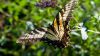 Papilio machaon HD Wallpaper