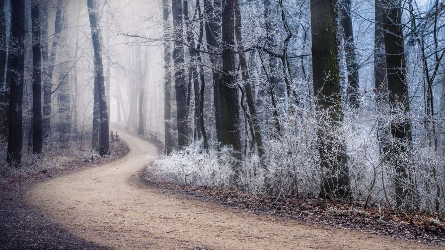Path trough a forest HD Wallpaper