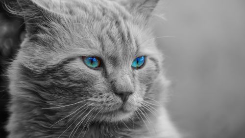 Persian cat HD Wallpaper