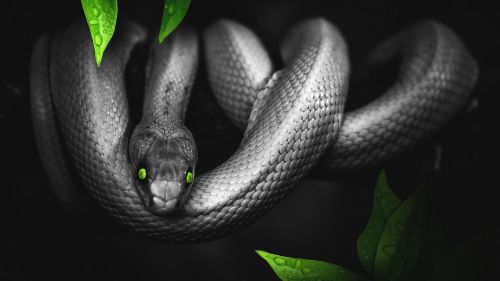 Photoshop snake HD Wallpaper