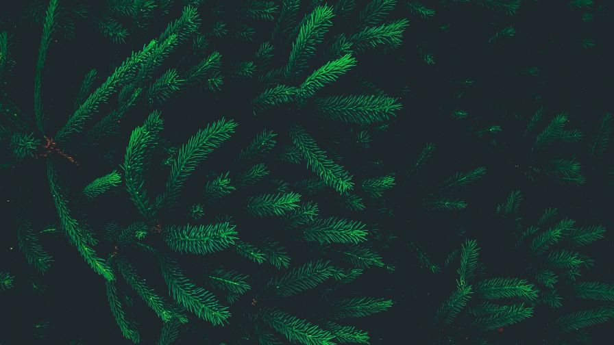 Pine needles HD Wallpaper