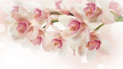 Pink and white orchids HD Wallpaper