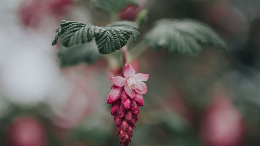 Pink Flower bloom HD Wallpaper