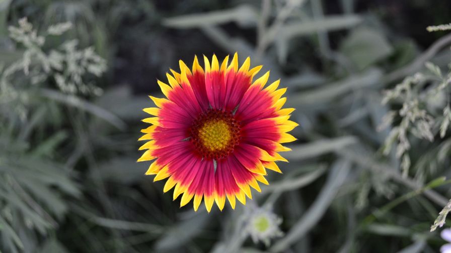 Pink flower with yellow tips of the petals  HD Wallpaper