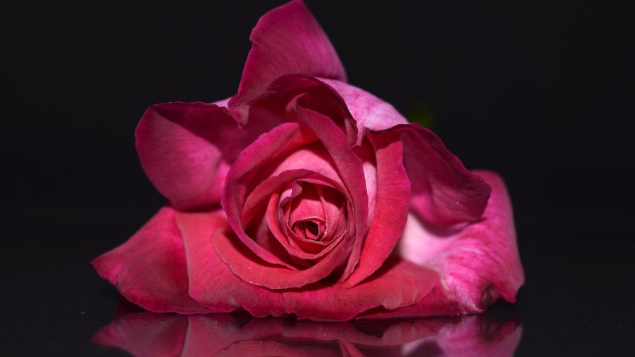 Pink Rose