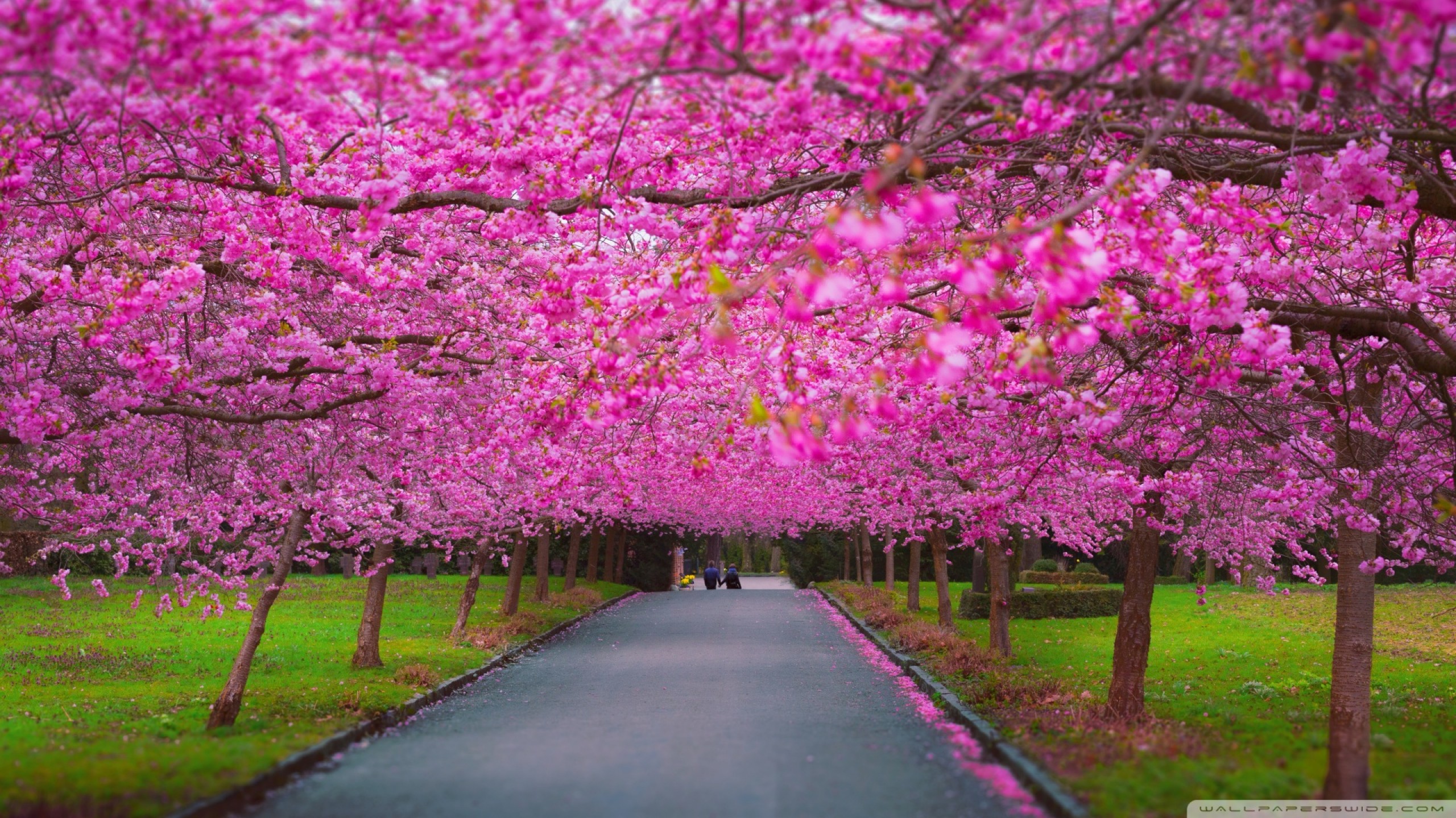 Pink Trees in the Springtime