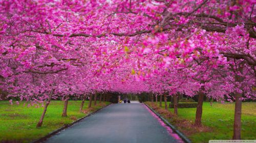 Pink Trees in the Springtime