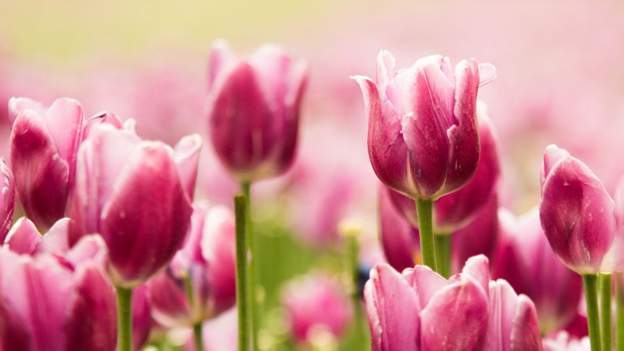 Pink Tulips