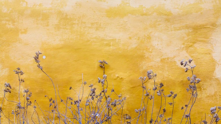 Plants next to a yellow wall HD Wallpaper