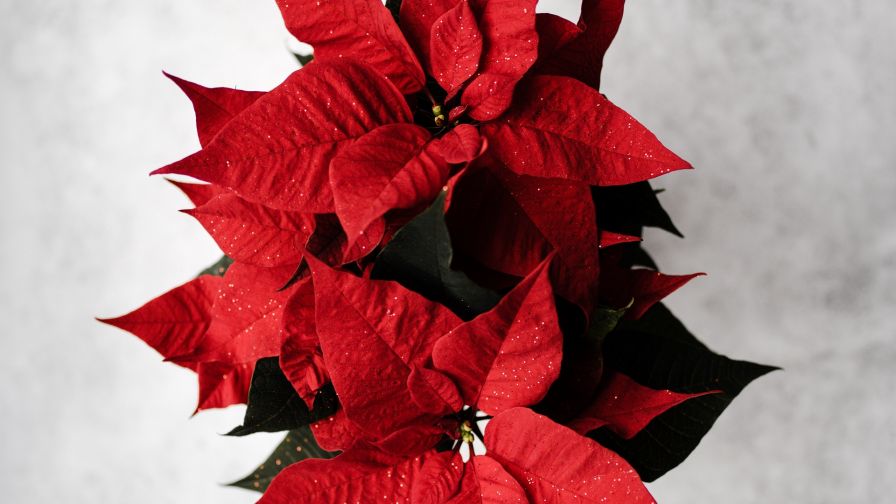 Poinsettia HD Wallpaper