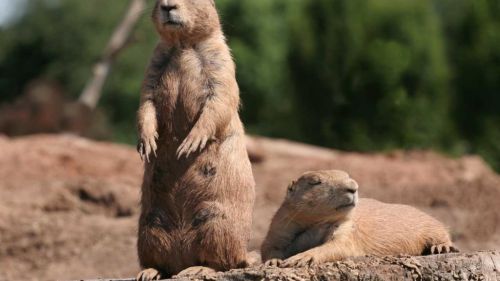 Prairie dog HD Wallpaper