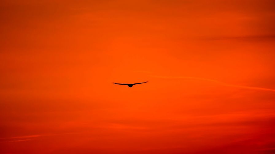 Predator flying during sunset HD Wallpaper